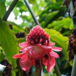 From Oahu: Kauai Waimea Canyon and Koke'e Adventure Tour - Who Will Love This Tour?