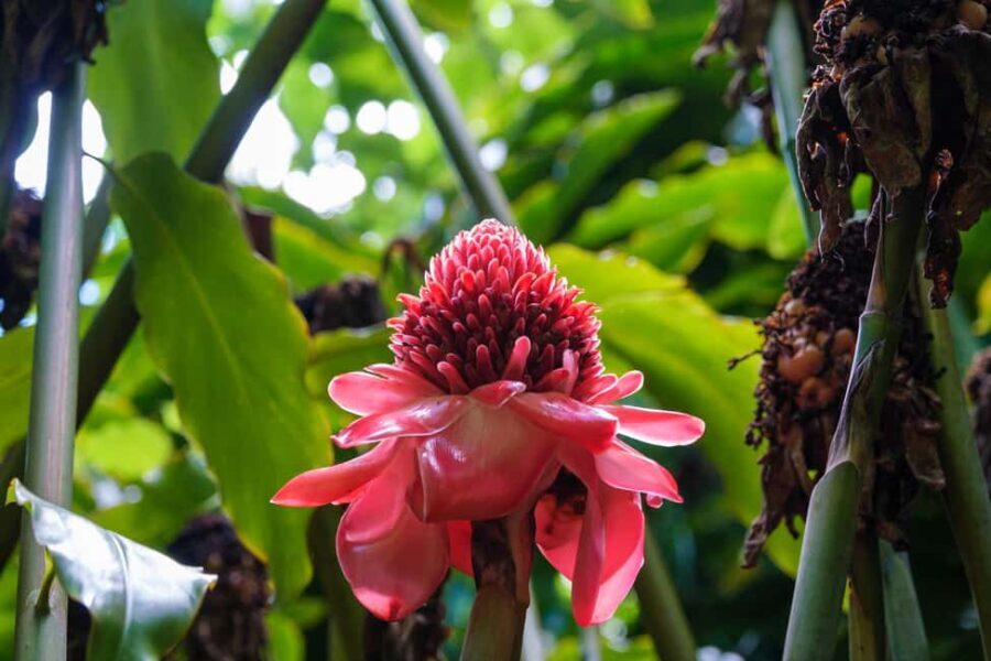 From Oahu: Kauai Waimea Canyon and Koke'e Adventure Tour - Who Will Love This Tour?