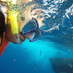 From Playa del Carmen: Whale Shark Tour - The Main Event: Swimming with Whale Sharks