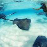 From Playa del Carmen: Xcaret Plus Park, the complete experience - Who Is This Tour Best For?