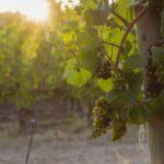 From Portland: Willamette Valley Wine Tasting Tour - The Wine, the Views, and the Education