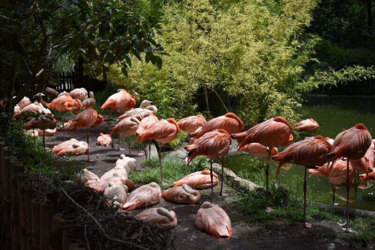From Puebla: Africam Safari Private Tour all included - The Drive-Through Safari: Up Close with the Wildlife