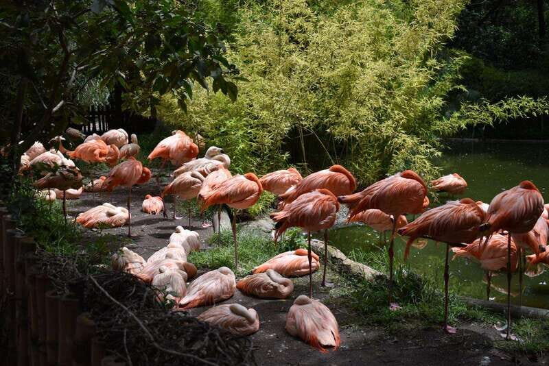 From Puebla: Africam Safari Private Tour all included - The Drive-Through Safari: Up Close with the Wildlife