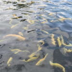 From Puebla: Atlixco & Atlimeyaya Private Tour all included - Exploring Atlixco’s Historic Core