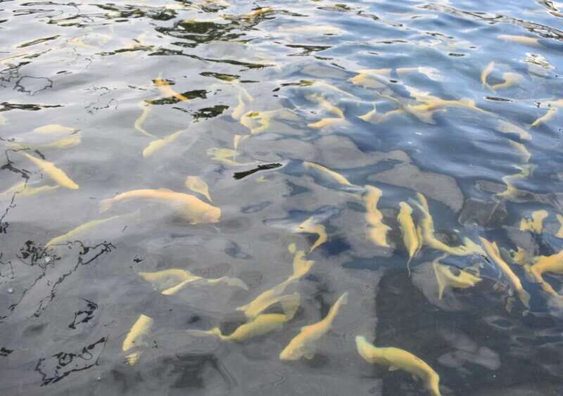 From Puebla: Atlixco & Atlimeyaya Private Tour all included - Exploring Atlixco’s Historic Core