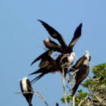 From Puerto Escondido: Birdwatching on a Boat - An In-Depth Review of the Experience