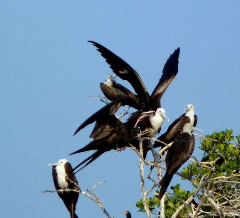 From Puerto Escondido: Birdwatching on a Boat - An In-Depth Review of the Experience