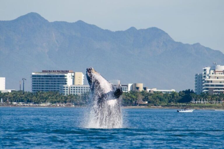 From Puerto Vallarta/Nuevo Vallarta: Whale Watching Cruise - An In-Depth Look at the Puerto Vallarta Whale Watching Cruise