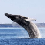 From Quebec City: Whale Watching Excursion Full-Day Trip - Who Would Enjoy This Tour the Most?