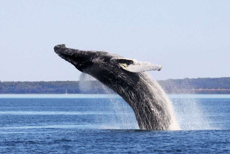 From Quebec City: Whale Watching Excursion Full-Day Trip - Who Would Enjoy This Tour the Most?