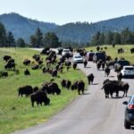 From Rapid City: Custer State Park and Needles Highway Tour - Value and Practicalities