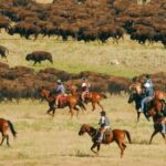 From Rapid City: Custer State Park Buffalo Roundup Tour - Why This Tour Is a Great Choice
