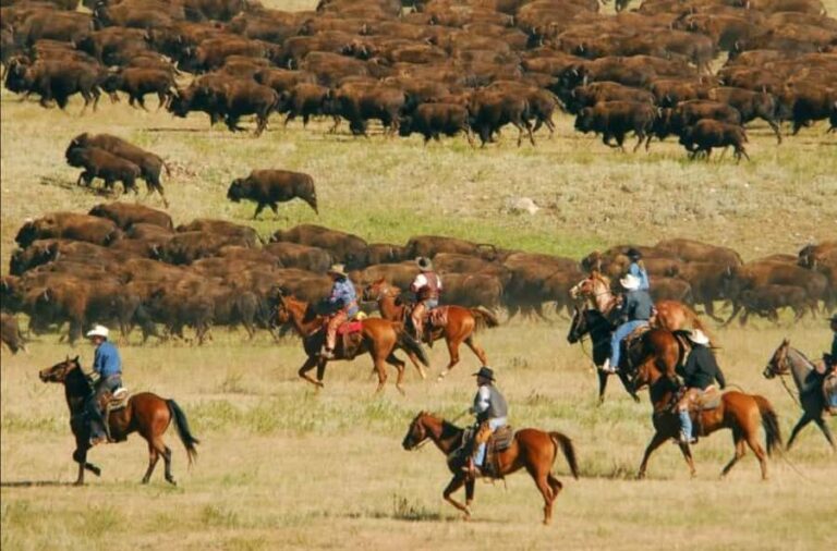 From Rapid City: Custer State Park Buffalo Roundup Tour - Why This Tour Is a Great Choice