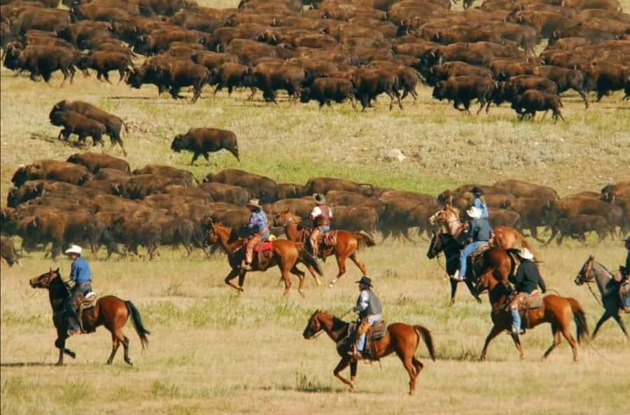 From Rapid City: Custer State Park Buffalo Roundup Tour - Why This Tour Is a Great Choice