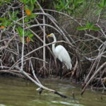 From Riviera Maya: Sian Ka'an Half Day Tour w/ Lunch - Practical Details and Value