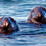 From Saint John: Saint Andrews Whale Watching Tour - What to Expect During Your Tour