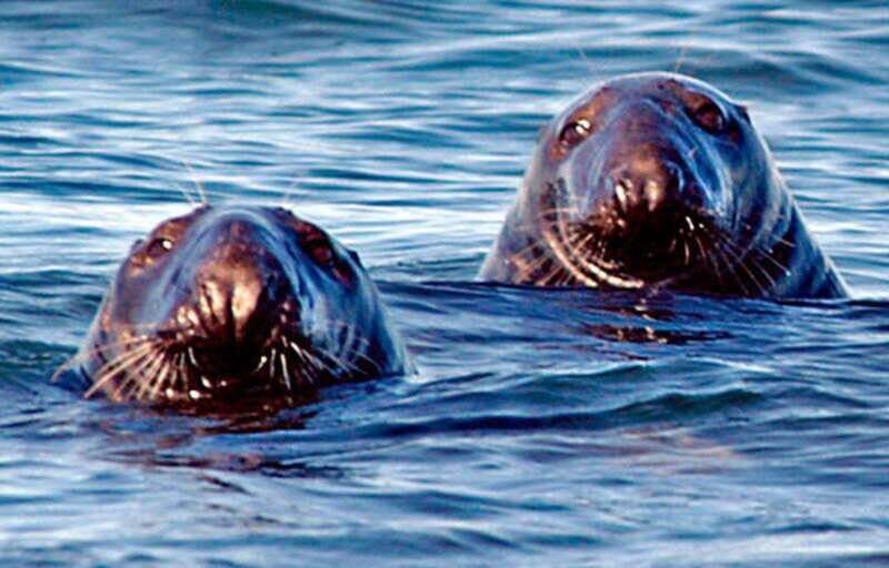 From Saint John: Saint Andrews Whale Watching Tour - What to Expect During Your Tour