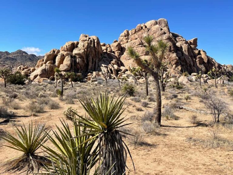 From San Diego: Joshua Tree National Park Private Tour - Who Would Love This Tour?