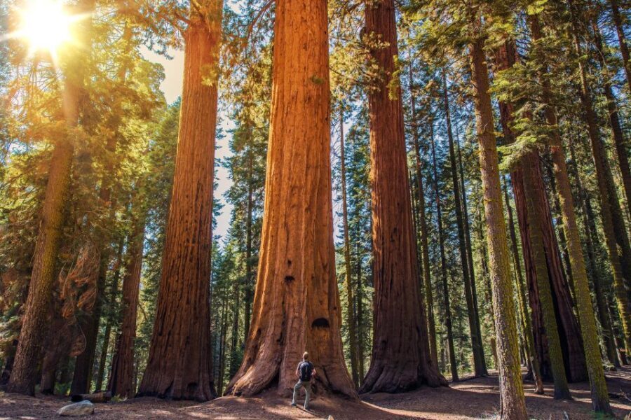 From San Francisco: Guided Muir Woods Excursion - The Value of the Tour