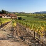 From San Francisco: Napa Valley Private Tour - A Deep Dive into the Napa Valley Private Tour