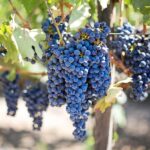 From San Francisco: Napa Valley Winery Tour - Who Is This Tour Best Suited For?