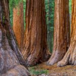 From San Francisco: Redwoods Tour and Gourmet Lunch and Wine - Who Should Consider This Tour?