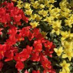 From Seattle: Tour of Skagit Valley Tulip Festival - What Sets This Tour Apart?