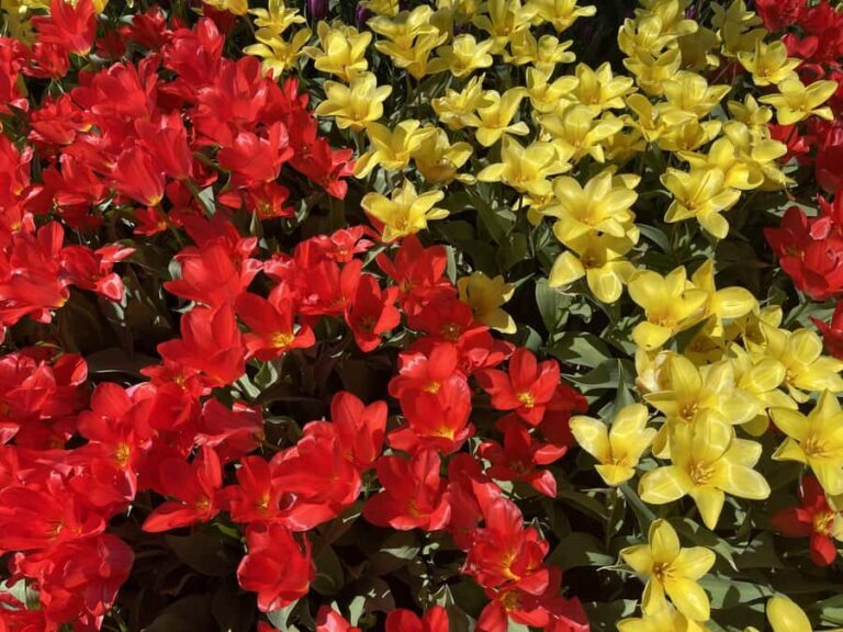 From Seattle: Tour of Skagit Valley Tulip Festival - What Sets This Tour Apart?