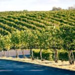 From Seattle - Wine Tasting, Vineyards in Eastern WA - What We Loved