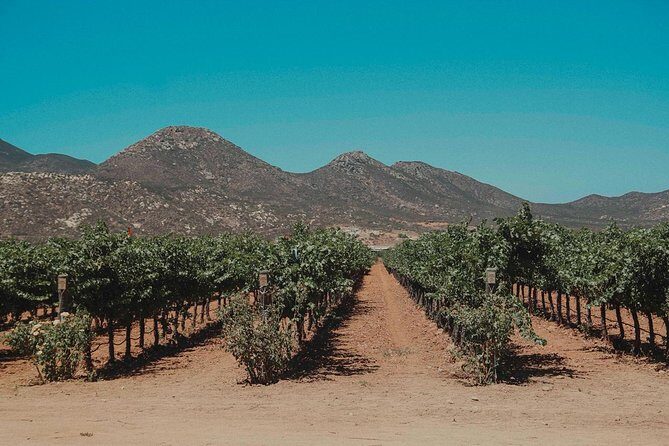 From Tijuana to Valle de Guadalupe private tour 6 passengers - Authentic Experiences & Authentic Wineries