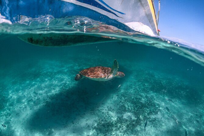 From Tulum: Akumal Beach Swim and Snorkel with Turtles Experience - Beach Relaxation and Free Time