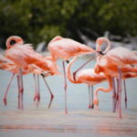 FROM VALLADOLID RIO LAGARTOS + LAS COLORADAS + CENOTE (COLECTIVO TOURISTIC) - Why This Tour Offers Good Value