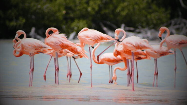 FROM VALLADOLID RIO LAGARTOS + LAS COLORADAS + CENOTE (COLECTIVO TOURISTIC) - Why This Tour Offers Good Value