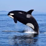 From Victoria: Whale Watching Tour by Zodiac Boat - What We Loved