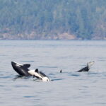 From Victoria: Whale Watching Trip on Covered Boat - The Itinerary and Highlights