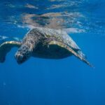 From Waikiki: Turtle Canyon Snorkeling Tour - The Experience in Detail