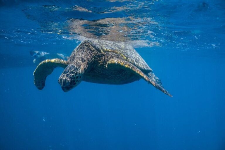 From Waikiki: Turtle Canyon Snorkeling Tour - The Experience in Detail