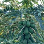 Fruit Garden and Mezcal Tasting Tour with Lunch Included - Authenticity and Traveler Experience