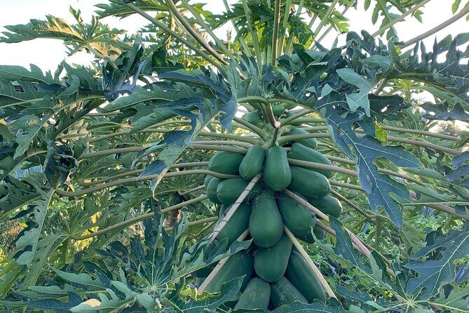 Fruit Garden and Mezcal Tasting Tour with Lunch Included - Authenticity and Traveler Experience