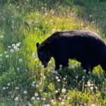 Full Day Emerald Lake Tour with or without Huskies - The Balance of Cost and Value