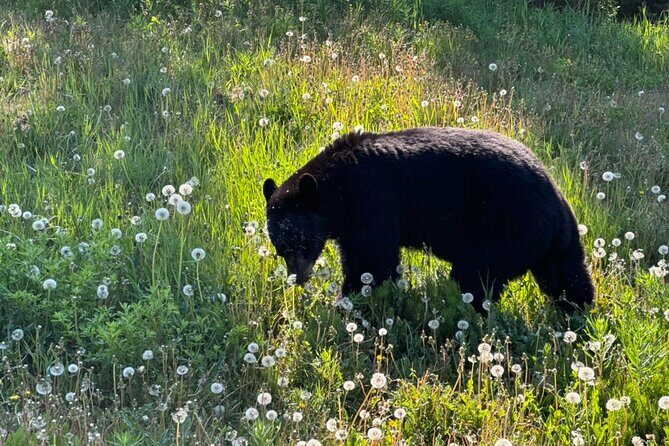 Full Day Emerald Lake Tour with or without Huskies - The Balance of Cost and Value
