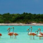 Full Day Excursion to the Best of Holbox From Riviera Maya - Who Will Love This Tour?