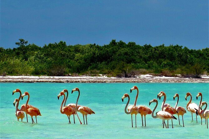 Full Day Excursion to the Best of Holbox From Riviera Maya - Who Will Love This Tour?