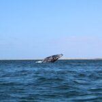 Full Day Gray Whale Watching Experience - Who Should Consider This Tour?