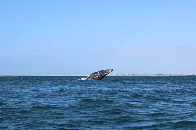 Full Day Gray Whale Watching Experience - Who Should Consider This Tour?