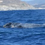 Full-Day Gray Whale Watching tour from Cabo to Mag Bay - A Taste of Baja’s Coastal Charm
