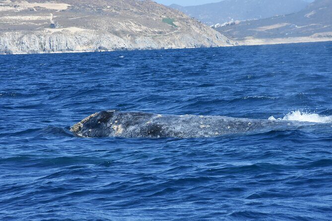 Full-Day Gray Whale Watching tour from Cabo to Mag Bay - A Taste of Baja’s Coastal Charm