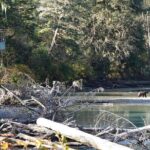 Full Day Grizzly Bear Tour to Bute Inlet - The Value of the Tour