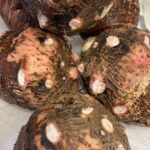 Full Day Guided Tour in Hana - What Travelers Can Expect