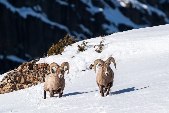 Full Day Guided Wildlife Photography Tour in Yellowstone - The Itinerary — What You Can Expect